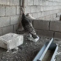 بوقلمو نرماده.جنت مکان