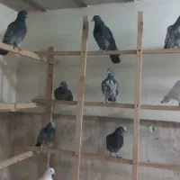 انگلیسی و پتی واله