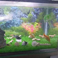 آکواریوم|ماهی|قائن, |دیوار