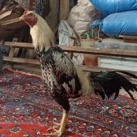 خروس لاری|حیوانات مزرعه|مهاباد (آذربایجان غربی), |دیوار