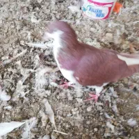 مرغ وکفتر|حیوانات مزرعه|لنجان, |دیوار