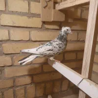 سرور گرفتنی ..