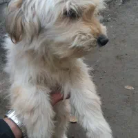 پاکوتاه حرف بلد|سگ|اردبیل, |دیوار