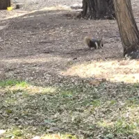 فروش زمین در گرمیدر دوشان سنندج