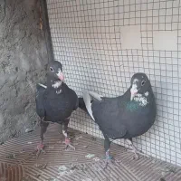 دوتا پلنگ نر جنگ