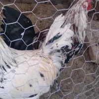 گلین  ۶ ماهه خروس درجه یک