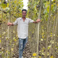 نهالهای پولساز صنوبر نگرا از تولید به فروش