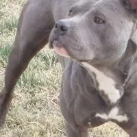 واگذاری یک قلاده سگ بیتپول|سگ|رودهن, |دیوار