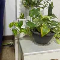 مبل به همراه میز عسلی خیلی تمیز|مبلمان خانگی و میز عسلی|آستانه اشرفیه, |دیوار