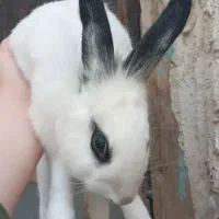 خرگوش نرو ماده