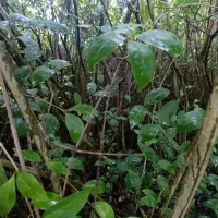 برگ نو(پایه پیوند)|گل و گیاه طبیعی|چابکسر, |دیوار