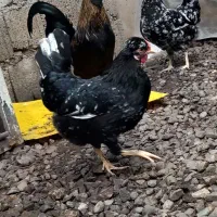جوجه مرغ و خروس گلین