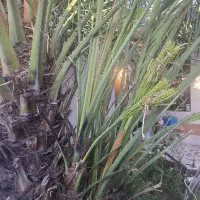 بچه نخله برحی سه ساله با ثمر