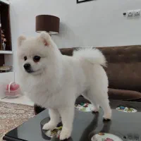 واگذاری دو قلاده سگ پاکوتاه خانگی|سگ|سبزوار, علمدار|دیوار