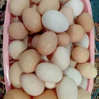 تخم مرغ محلی تازه|خوردنی و آشامیدنی|لنگرود, |دیوار