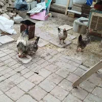 مرغ و خروس محلی