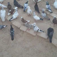 فروشی|پرنده|صائین قلعه, |دیوار