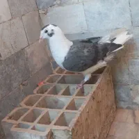 کفتر|پرنده|اردکان, |دیوار