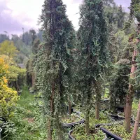 تویا آمریکا دم روباه طلایی ژونی پروس ستاره ای اورس|گل و گیاه طبیعی|تنکابن, |دیوار