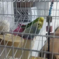 مرغ عشق|پرنده|محمدیه-قزوین, |دیوار