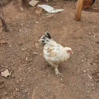 خروس برهما|حیوانات مزرعه|حمیدیا, |دیوار