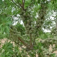 نهال بادام گردو اصلاح شده پیوندیی دیرگل خوشه ای|خدمات باغبانی و درختکاری|قزوین, |دیوار