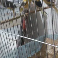 قناری و فنچ