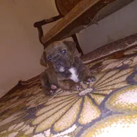 توله کن کورسو روتوایلر