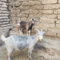 بز بزغاله بزماده بزنر بره میش قوچ|حیوانات مزرعه|ابریشم, |دیوار
