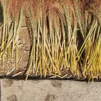 جارو|عمدهفروشی|ویسیان, |دیوار