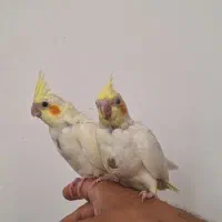 جوجه عروس هلندی|پرنده|چمران, |دیوار