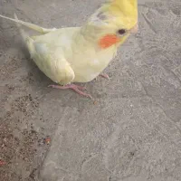 عروس هلندی آشتی