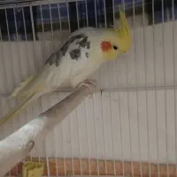 عروس هلندی|پرنده|نورآباد ممسنی, |دیوار