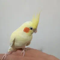 یه جفت عروس هلندی وبا دوتا جوجه وسایل کامل|پرنده|اهر, |دیوار