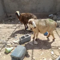 ۲راس میش جوان داشتی آبستن|حیوانات مزرعه|شیراز, بید زرد|دیوار