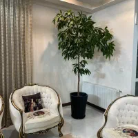 گل وگیاه طبیعی|گل و گیاه طبیعی|مشهد, سجادیه|دیوار