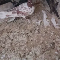 کفتر|پرنده|قم, آزادگان|دیوار