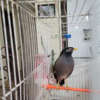 مرغ مینا|پرنده|گلبهار, شهر جدید گلبهار|دیوار