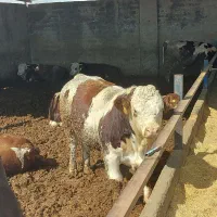 گوساله گاو سیمینتال