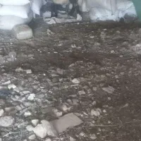 بره سرحال