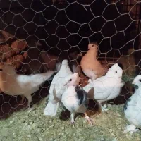 بلژیکی سفید موشی فر|پرنده|یزد, |دیوار