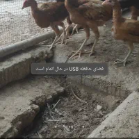 ۲۷ مرغ خروس نیمچه جوجه لاری|حیوانات مزرعه|بندرعباس, |دیوار