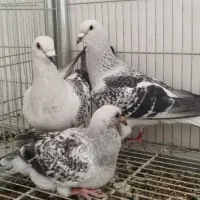 پلاکی شامی.