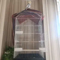 یک جفت عروس هلندی دستی با قفس بزرگ|پرنده|شیراز, تندگویان|دیوار