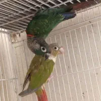 جفت گرینچیک نر و ماده