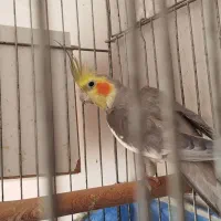 عروس هلندی عروس طوطی|پرنده|قزوین, |دیوار