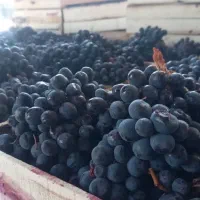 میوه تالار مجالس عروسی انگور شانی دیم کشمش افتابی|خوردنی و آشامیدنی|تهران, میدان میوه و تره‌بار مرکزی|دیوار