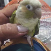 گرینچیک دستی فروشی|پرنده|بردسکن, |دیوار