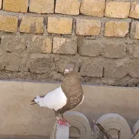 کفتر ماده سرته