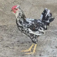خروس گلین لری اصل